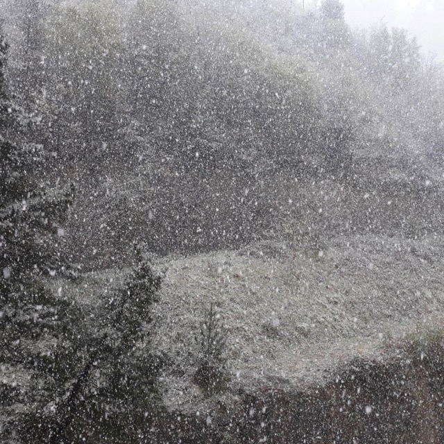 Dàhlia – Vol Funest